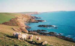 south devon countryside