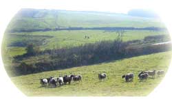 Ilfracombe camping & caravan