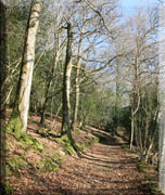 Walks in private woodland