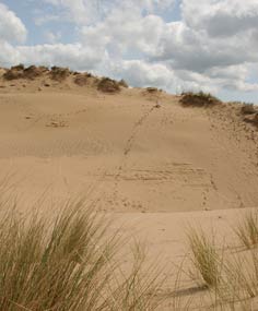 Braunton Burrows