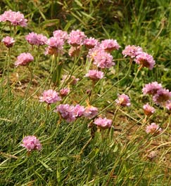 Site of Special Scientific