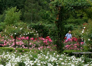 Rosemoor Gardens