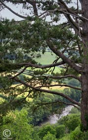 Looking down at the river Torridge