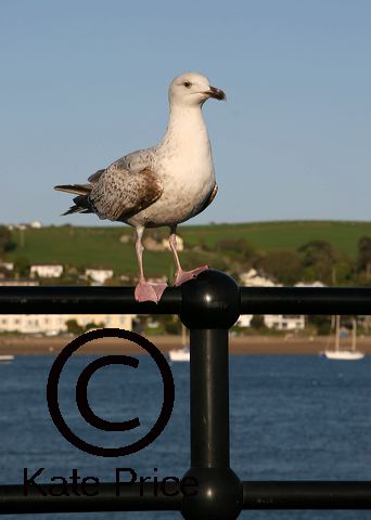 seagull-appledoor_022may06.jpg